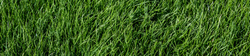 Fototapeta na wymiar Header of the tall grass of a golf course rough 