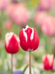 チューリップ畑