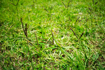 pasto pueblo esther otoño hojas pie