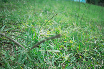 pasto pueblo esther otoño hojas pie