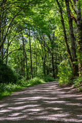 Fototapeta premium Gravel trail through the woods with sunlight showing through the trees 