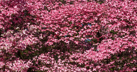 Pink dogwood tree covered in blooms, as a nature background
