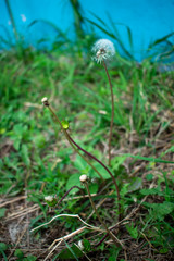 pasto pueblo esther otoño hojas pie