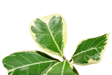 Aglaonema leaf with multicolor of green and white  isolated on white background with clipping path.