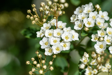 A picture of some spirea flowers and some buds.    Vancouver BC Canada
