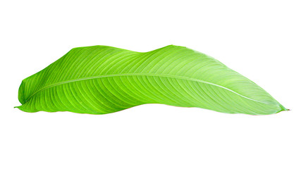 Obraz premium Heliconia variegated leaf isolated on white background with clipping path.