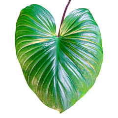  Homalomena leaf isolated on white background with clipping path.