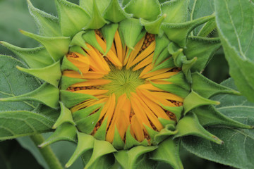 Close-up shot of a sunflower that is not yet blooming.
