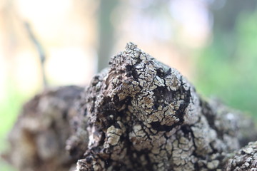 tree, nature, bark, wood, forest, green, brown, moss, macro, texture, trunk, animal, old, birch, closeup, spring, branch, park, plant, detail, natural, pine, trees