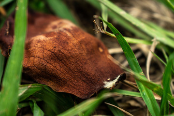 Obraz premium pasto pueblo esther otoño hojas pie