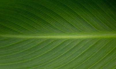 green leaf texture