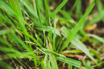 pasto pueblo esther otoño hojas pie