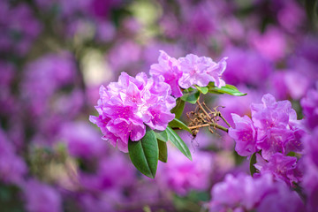 purple rhododendron flowers
