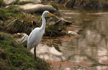 Heron waiting for a catch