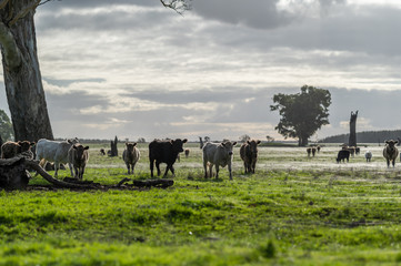 steers and bullocks Beef cows and calfs grazing on grass in south west victoria, Australia. eating...