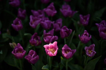 Obraz na płótnie Canvas Beautiful purple pink tulips flower in the garden at morning with sunlight