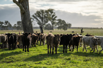 steers and bullocks Beef cows and calfs grazing on grass in south west victoria, Australia. eating...