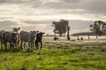 steers and bullocks Beef cows and calfs grazing on grass in south west victoria, Australia. eating...