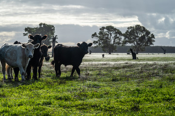 steers and bullocks Beef cows and calfs grazing on grass in south west victoria, Australia. eating...