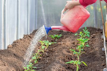 Metal watering can used to water the green grass