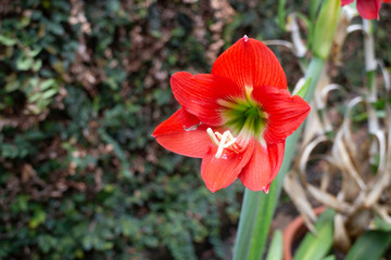 Hippeastrum johnsonii in nature - red flowers