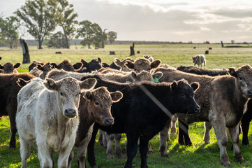 steers and bullocks Beef cows and calfs grazing on grass in south west victoria, Australia. eating...