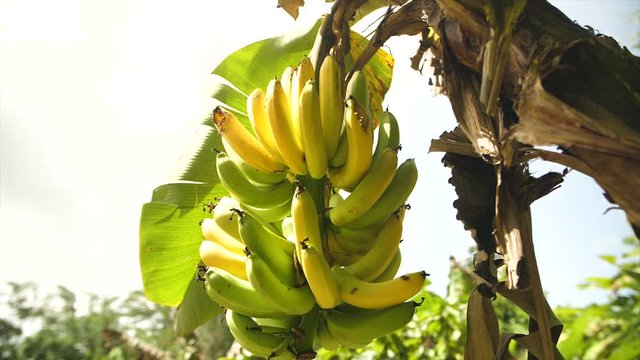Vegan Approved Natural Bunch of Bananas Hanging on a Banana Tree