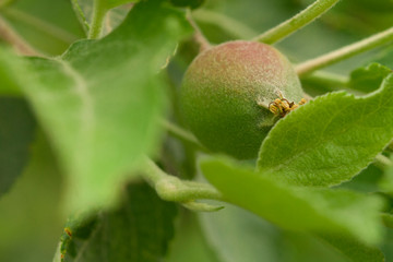 Green apple on a branch , close up. Macro shot