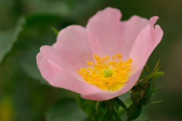 Fototapeta na wymiar Rose hips bloom on the branch . Selective focus