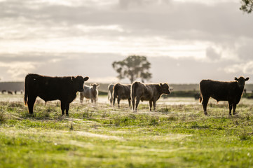 steers and bullocks Beef cows and calfs grazing on grass in south west victoria, Australia. eating...