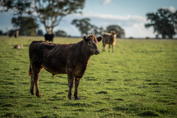 steers and bullocks Beef cows and calfs grazing on grass in south west victoria, Australia. eating...