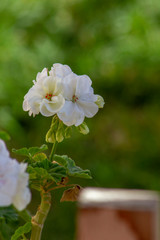 flor blanca de cardenal. Imagen vertical