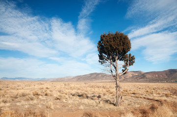 Desert Tree