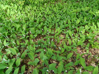 meadow of lilies of the valley in the forest after rain