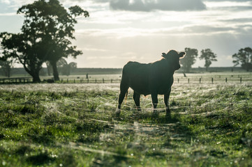 steers and bullocks Beef cows and calfs grazing on grass in south west victoria, Australia. eating...