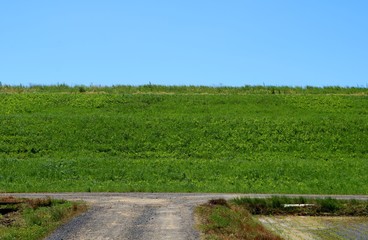 緑　青空　堤防　道　T字路　風景　渡良瀬