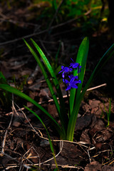 Blue wildflower