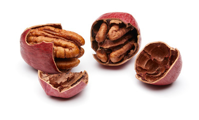 Pecan Isolated on White Background