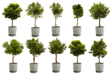 Tree in a pot Isolate on White Background