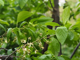 Flowering plums bear fruit. Name of the fruit-plum. Green fruit is born on the tree.