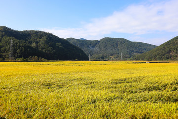 Autumn rice field scenery. Chungcheongbuk-do, South Korea