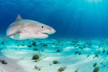 Fototapeta premium Tiger sharks 