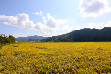 Obraz premium Autumn rice field scenery. Chungcheongbuk-do, South Korea