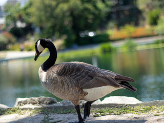 Echo Park Wildlife Goose Lake
