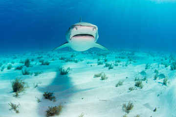 Tiger sharks 