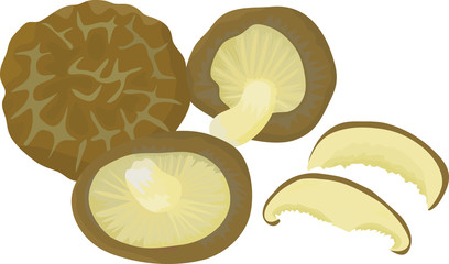 干し椎茸　ベクターイラスト © 往子 山本