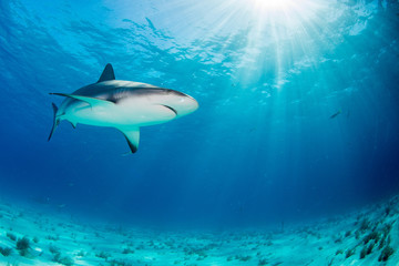 Reef Sharks