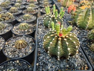 Close-up Gymnocalycium mihanovichii LB2178 with many flowers bud in flower pot with nature blurred background