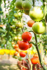 Tomatoes red and green hanging on tree in farm background