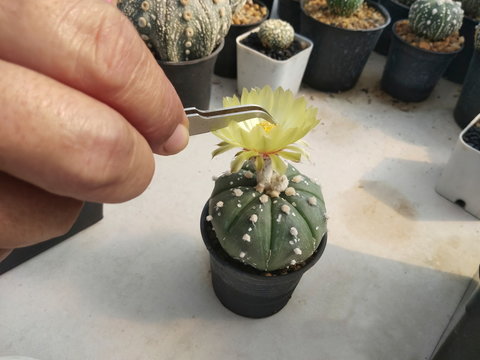 Pollination Astrophytum asterias nudum cactus flower, view of hand and forcep mixed pollen into yellow flower of Astrophytum asterias nudum cactus.